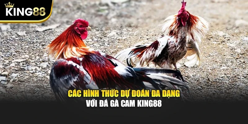 Các hình thức dự đoán đa dạng với đá gà cam King88