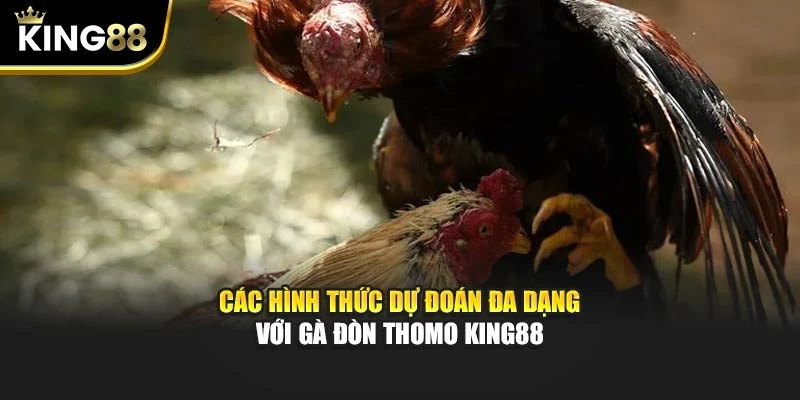 Các hình thức dự đoán đa dạng với gà đòn thomo King88