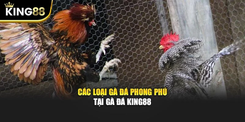 Các loại gà đá phong phú tại gà đá King88