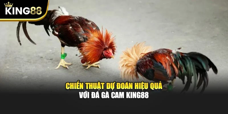 Chiến thuật dự đoán hiệu quả với đá gà cam King88