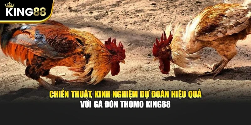 Chiến thuật, kinh nghiệm dự đoán hiệu quả với gà đòn thomo King88