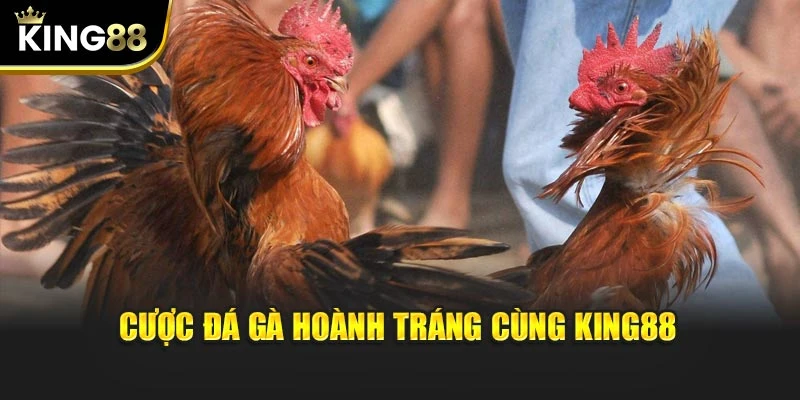 Cược đá gà hoành tráng cùng King88
