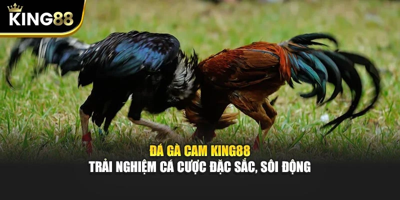 Đá Gà Cam King88 – Trải Nghiệm Cá Cược Đặc Sắc, Sôi Động