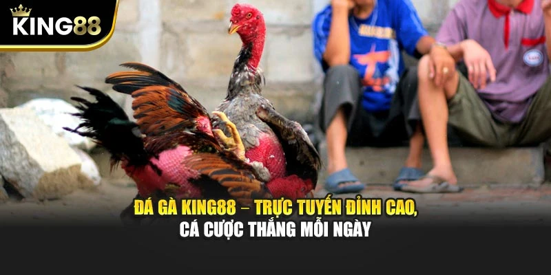 Đá Gà King88 – Trực Tuyến Đỉnh Cao, Cá Cược Thắng Mỗi Ngày