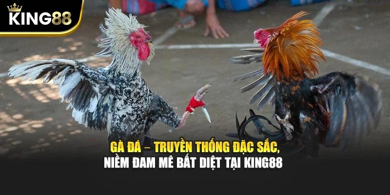 Gà Đá – Truyền Thống Đặc Sắc, Niềm Đam Mê Bất Diệt Tại King88