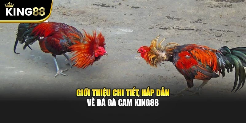 Giới thiệu chi tiết, hấp dẫn về đá gà cam King88