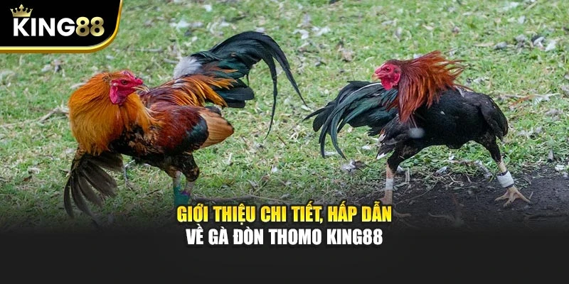 Giới thiệu chi tiết, hấp dẫn về gà đòn thomo King88