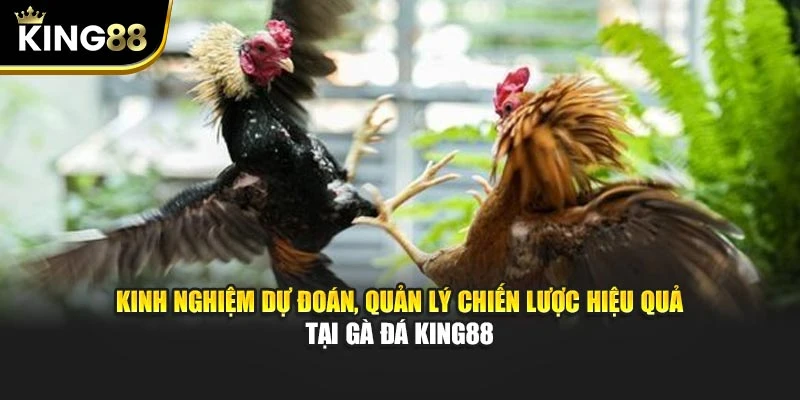 Kinh nghiệm dự đoán, quản lý chiến lược hiệu quả tại gà đá King88
