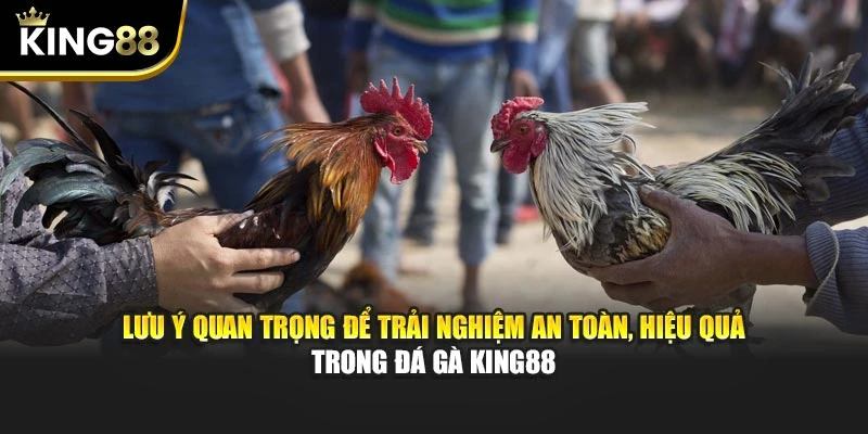 Lưu ý quan trọng để trải nghiệm an toàn, hiệu quả trong đá gà King88
