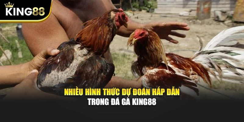 Nhiều hình thức dự đoán hấp dẫn trong đá gà King88
