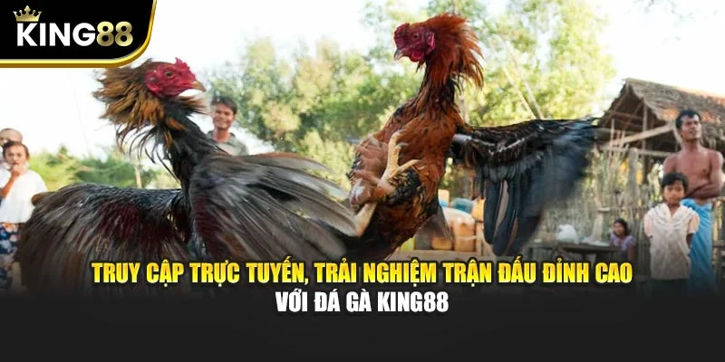 Truy cập trực tuyến, trải nghiệm trận đấu đỉnh cao với đá gà King88